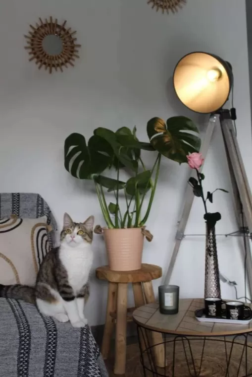 plantes verte pour salon 