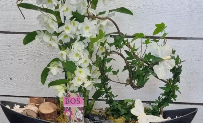 Fleurs & plantes, Audenge, Fleur à Fleur