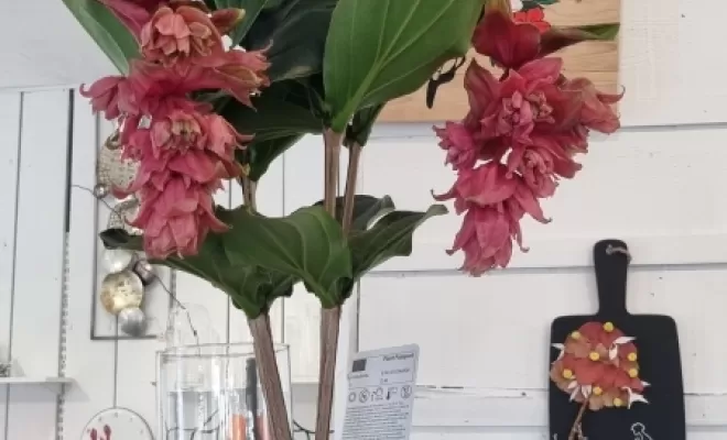 Medinilla 