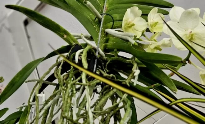 vanda