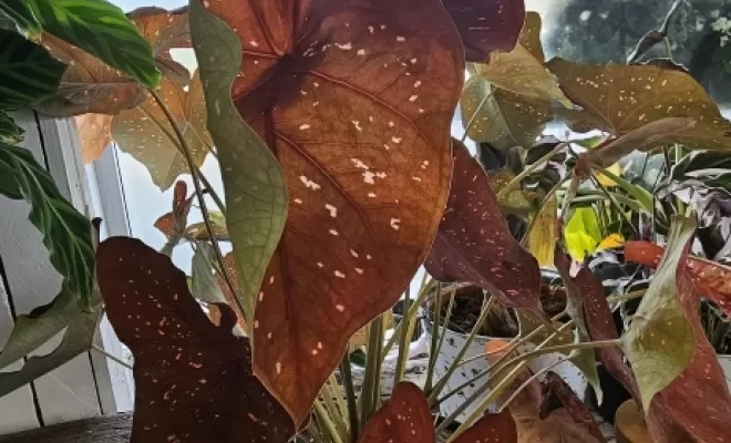 Large choix de Plantes à Audenge , Audenge, Fleur à Fleur