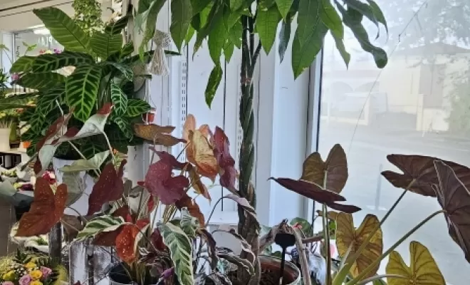 Large choix de Plantes à Audenge , Audenge, Fleur à Fleur